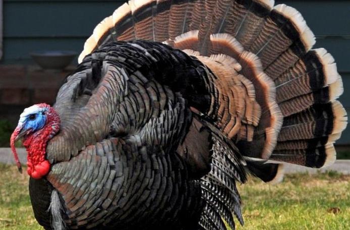 A few facts about the iconic American bird